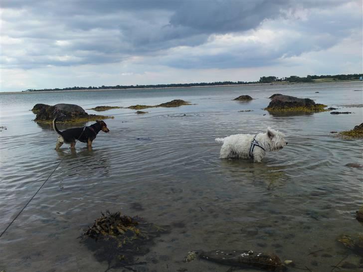 Blanding af racer Mille billede 16