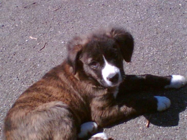 Blanding af racer Bella - Bella billede 1