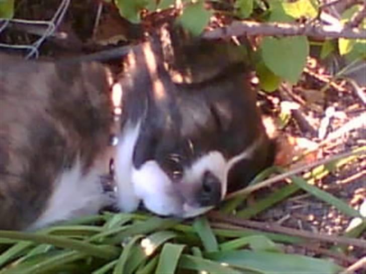 Blanding af racer Bella - Dejlig Køligt. billede 2