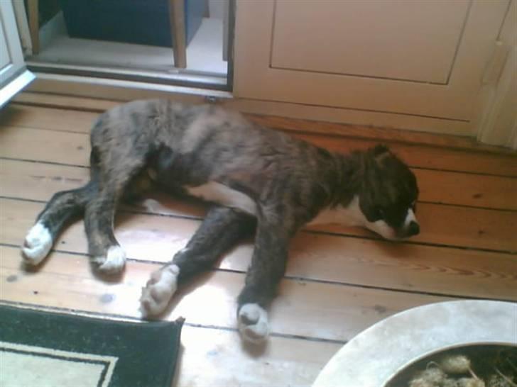 Blanding af racer Bella - Bella i Coma. billede 3