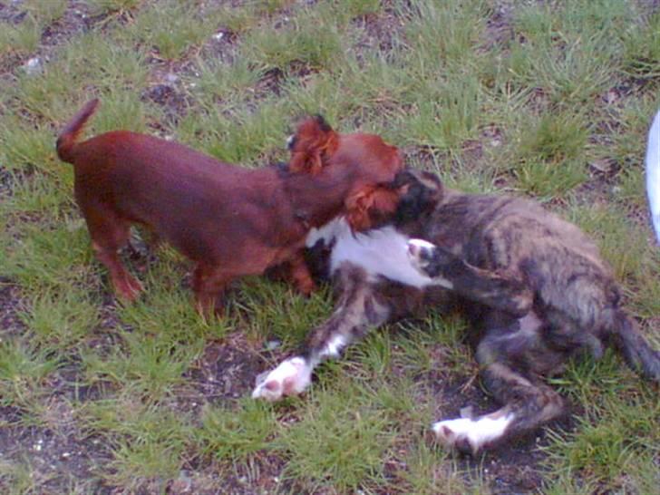 Blanding af racer Bella - Bella i leg med en Gravhund billede 4