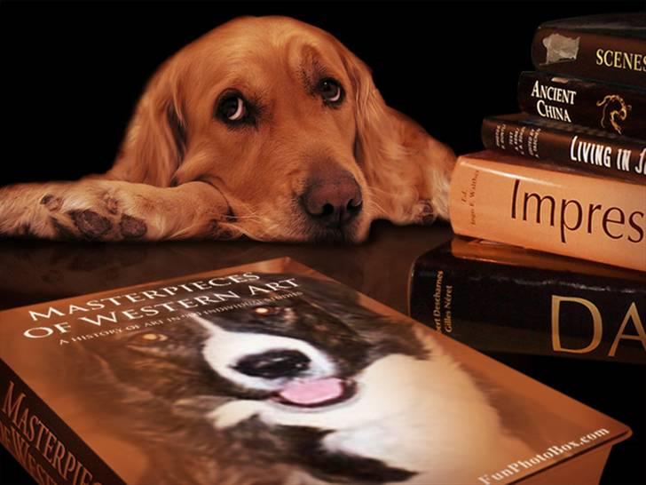 Blanding af racer Bella - Bella Photo. For Sjov  billede 5