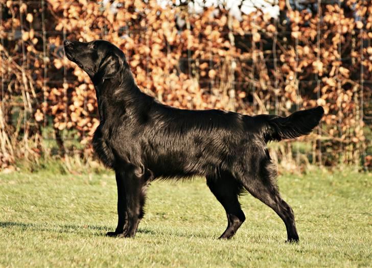 Flat coated retriever Bailey - 9 mdr. billede 15