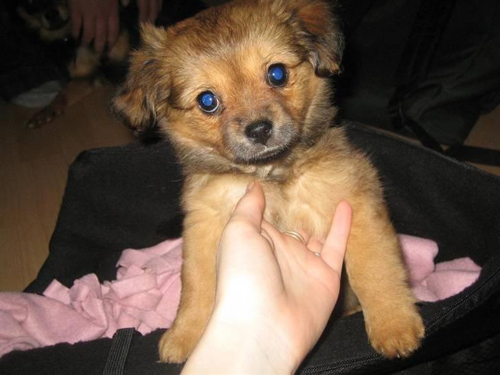 Blanding af racer Lilo billede 2