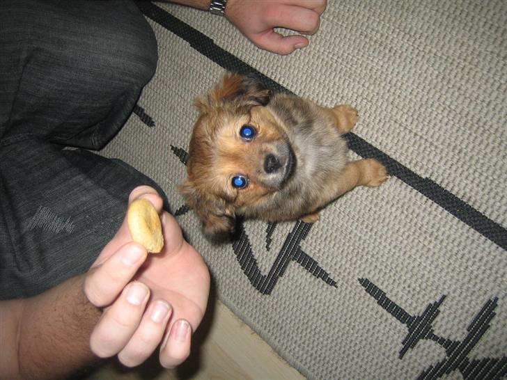 Blanding af racer Lilo billede 3