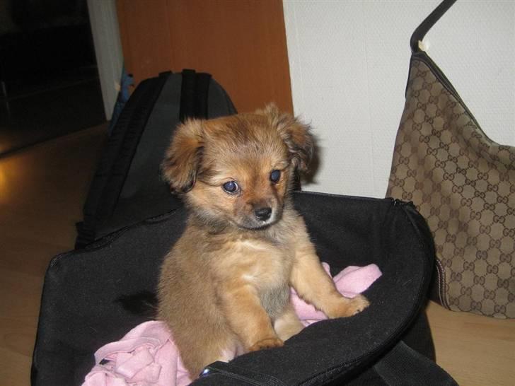 Blanding af racer Lilo billede 5