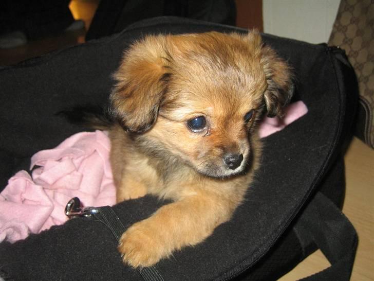 Blanding af racer Lilo billede 6