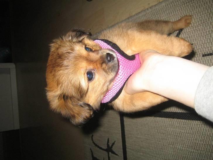 Blanding af racer Lilo billede 7