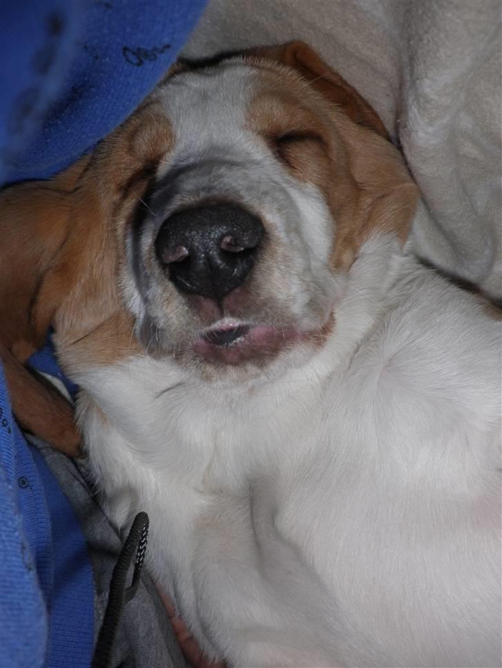 Basset hound Mille (himmelhund) - jeg har da ikke en lille underlæbe har jeg?? billede 10