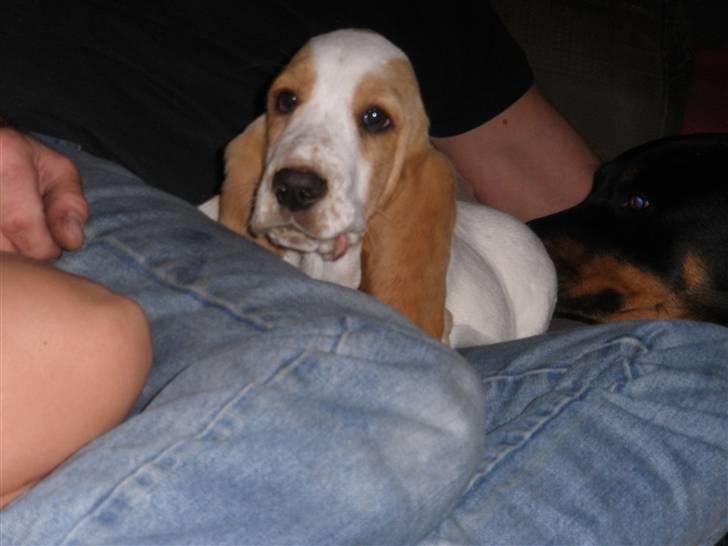 Basset hound Mille (himmelhund) - jeg kan bare se så sød ud billede 11