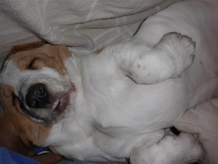 Basset hound Mille (himmelhund) - så der råhygge med mor elsker dig min  billede 12