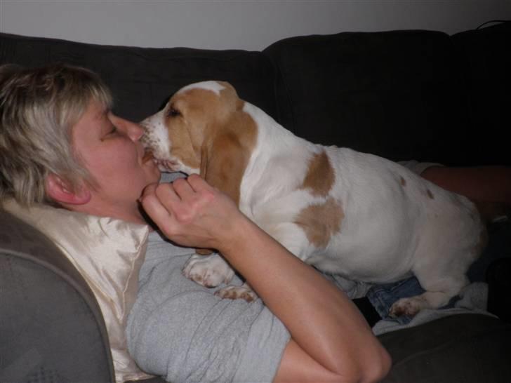 Basset hound Mille (himmelhund) - hygge med mormor  billede 13