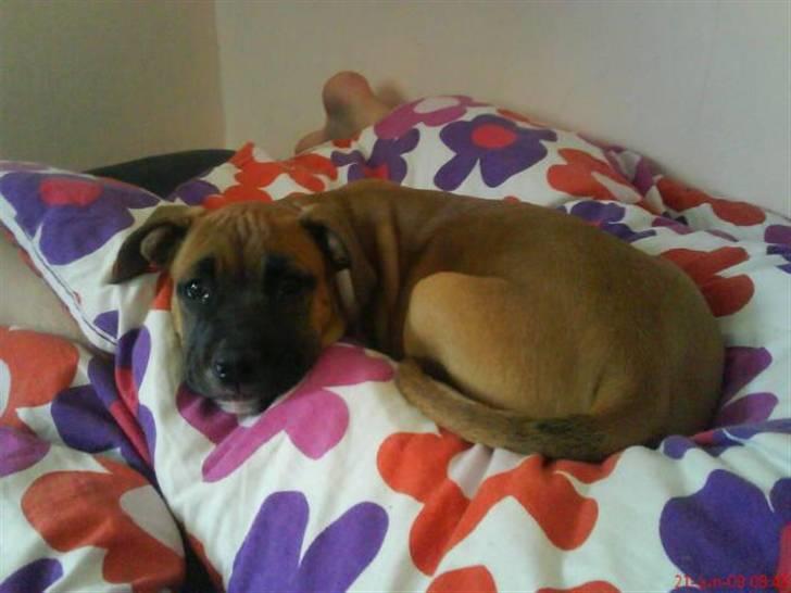 Cane corso Cozmo <3 - er jeg ikke bare dejlig ? :) billede 11