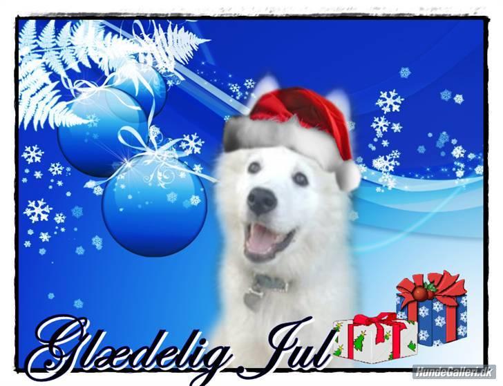 Samojedhund Samson - Jule billede af samson billede 17