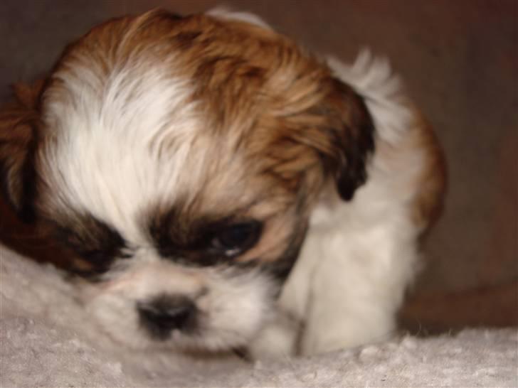 Shih tzu Bella billede 4