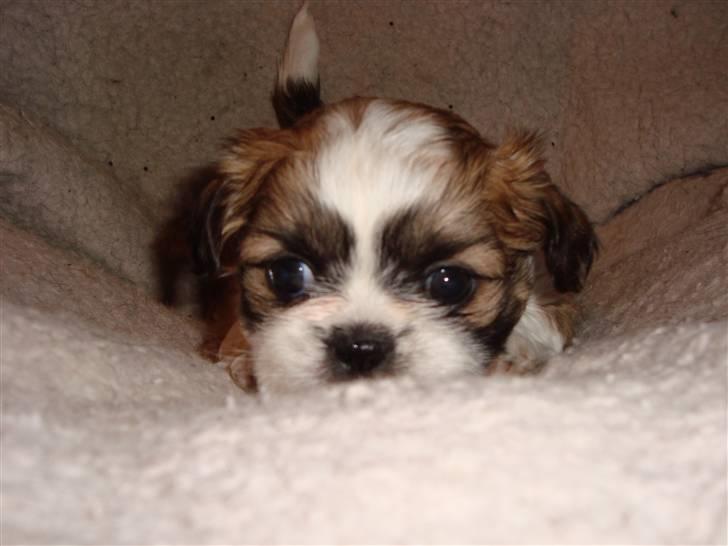 Shih tzu Bella billede 5