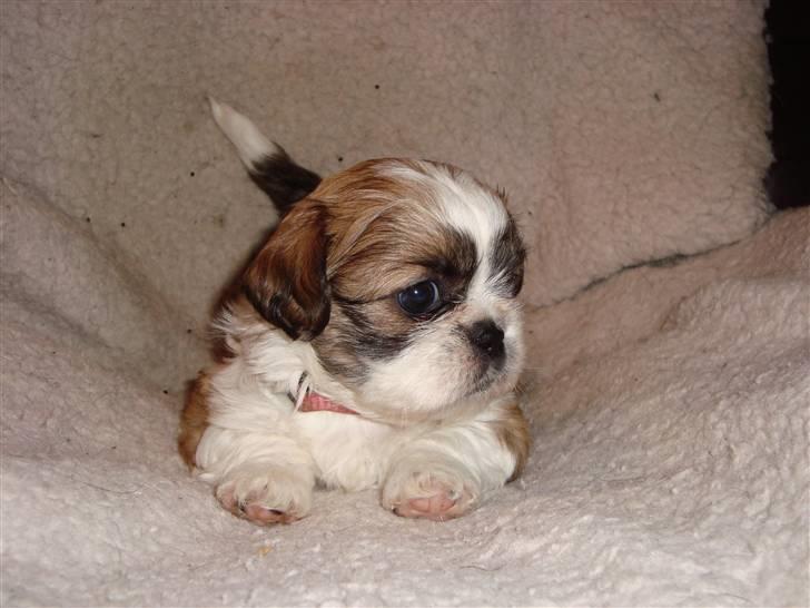 Shih tzu Bella billede 6