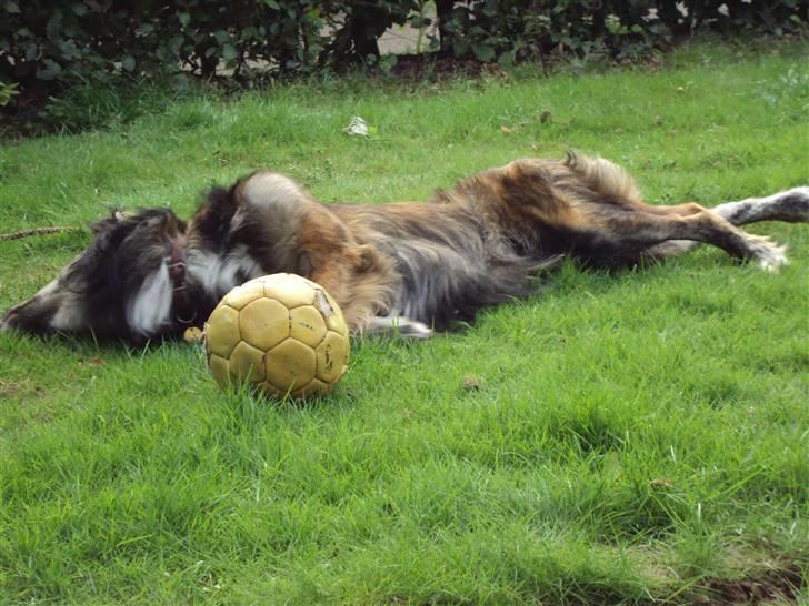 Blanding af racer Buster billede 5