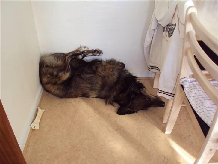 Blanding af racer Buster billede 6