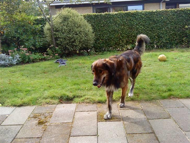 Blanding af racer Buster billede 7