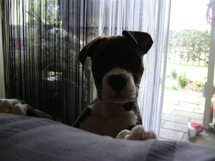 Amerikansk staffordshire terrier Balder - Haluu :o) billede 9