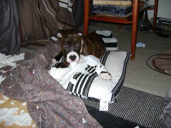 Amerikansk staffordshire terrier Balder - Jeg keder mig når mor er i bad :o( billede 10