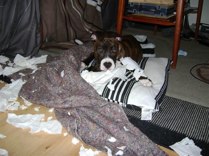 Amerikansk staffordshire terrier Balder billede 11