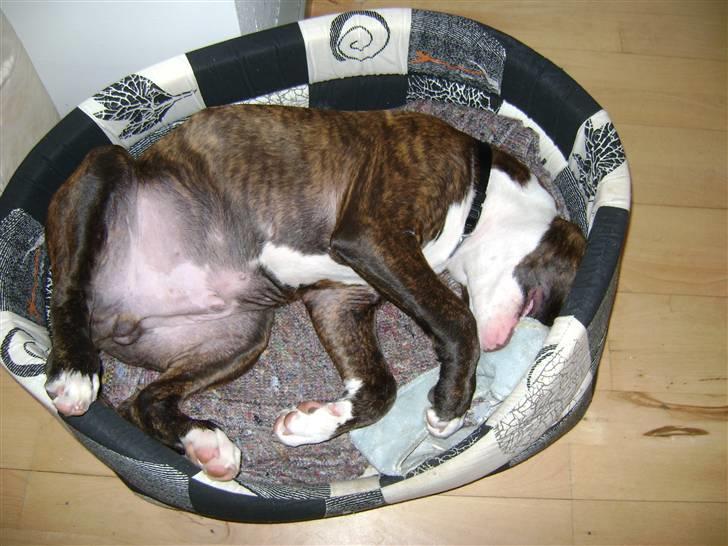 Amerikansk staffordshire terrier Balder - Mmm, sutteklud... billede 12