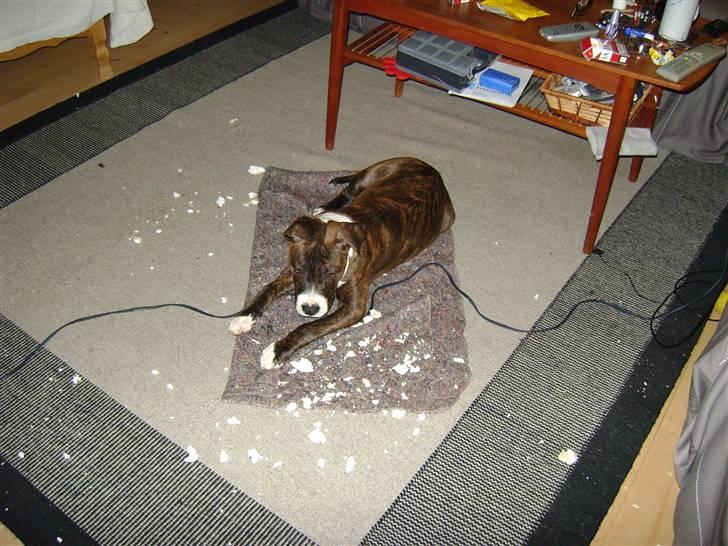 Amerikansk staffordshire terrier Balder - Mor skulle tage mig med i bad skulle hun... billede 13