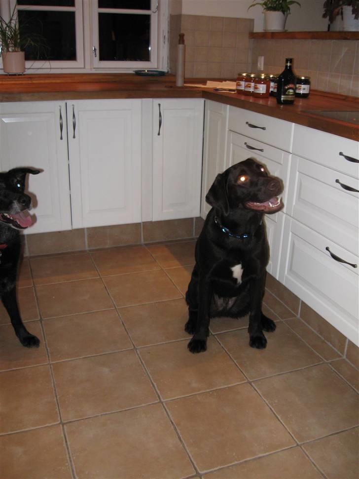 Blanding af racer Felix billede 1