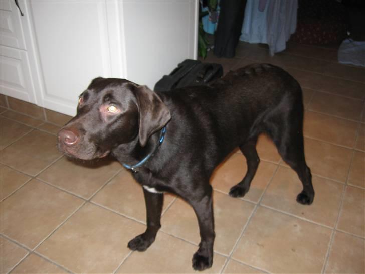 Blanding af racer Felix billede 2