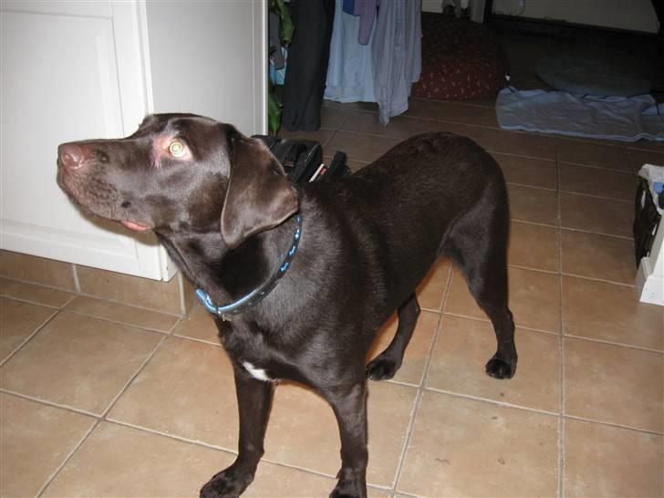 Blanding af racer Felix billede 3