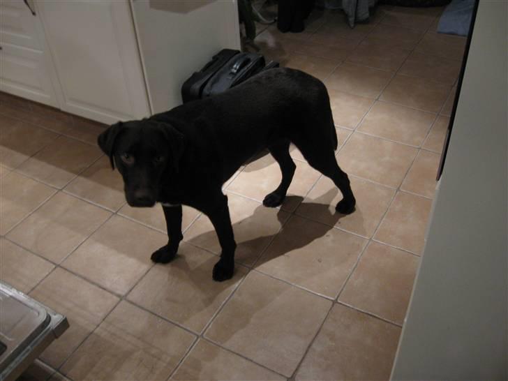 Blanding af racer Felix billede 4