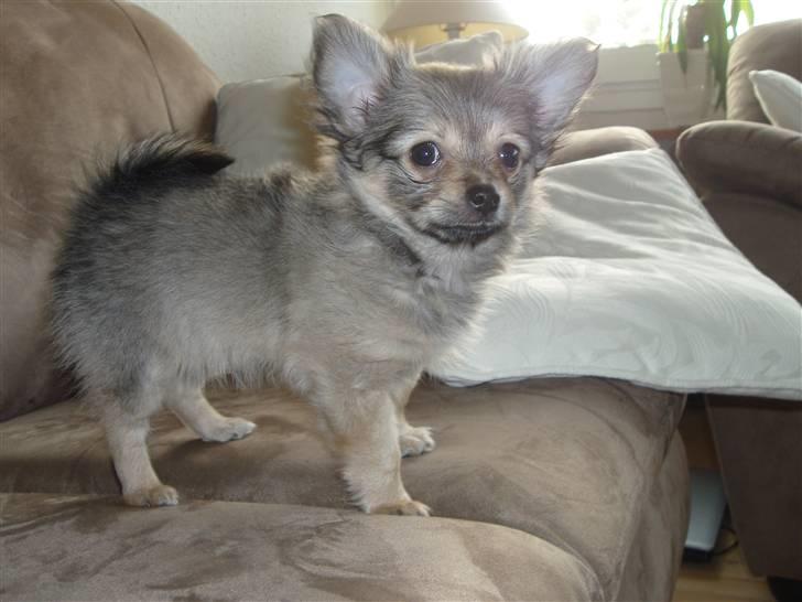 Blanding af racer Gizmo billede 1