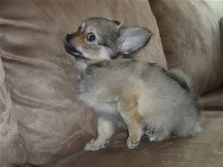 Blanding af racer Gizmo billede 2