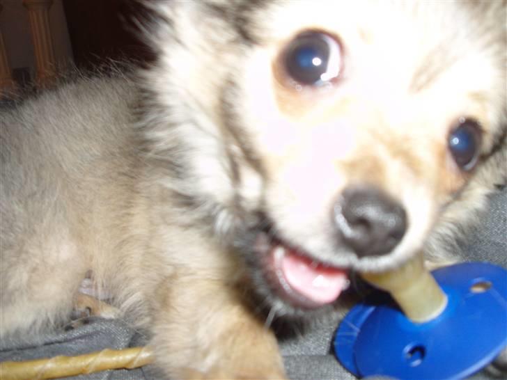 Blanding af racer Gizmo billede 4