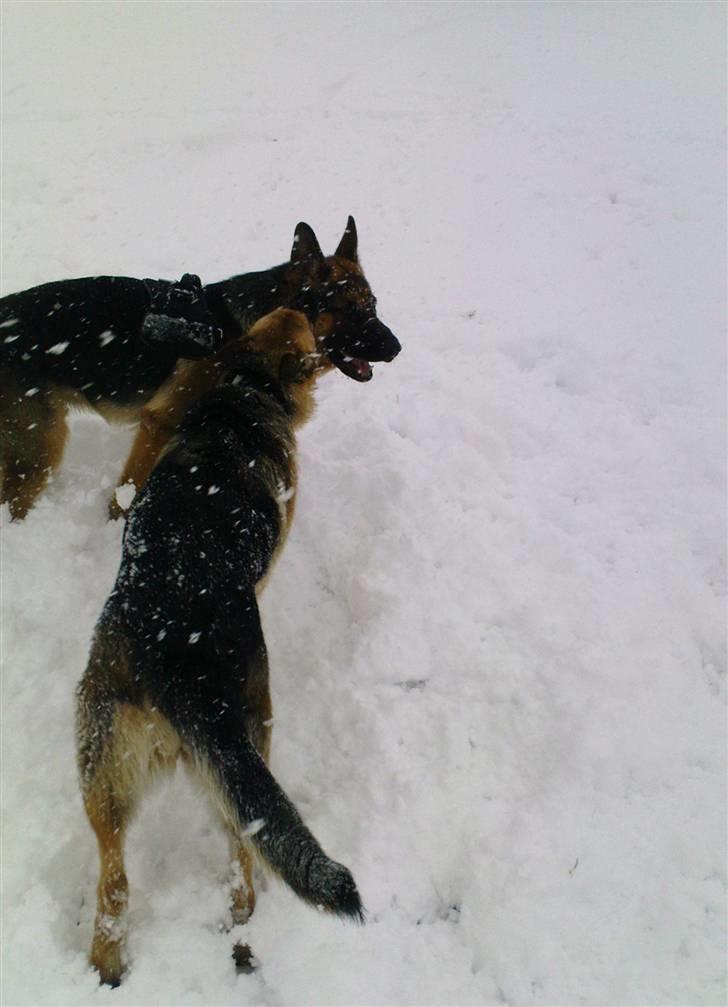 Schæferhund Frida <3 R.I.P. oktober 2012 <3 - Kom nu, King! billede 20