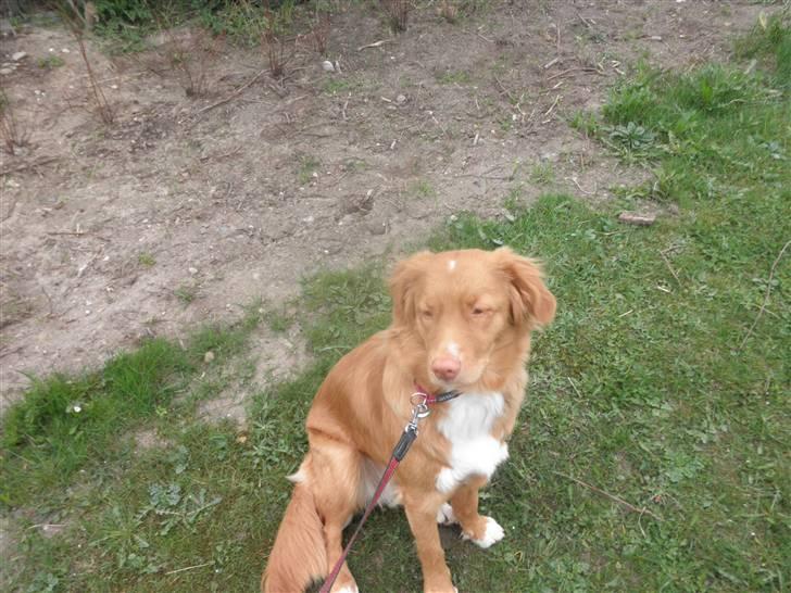 Nova scotia duck tolling retriever Bella. - Sammen med sin bror. billede 7
