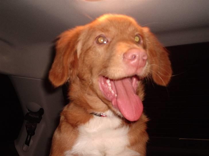 Nova scotia duck tolling retriever Bella. - den piv lidt billede 10