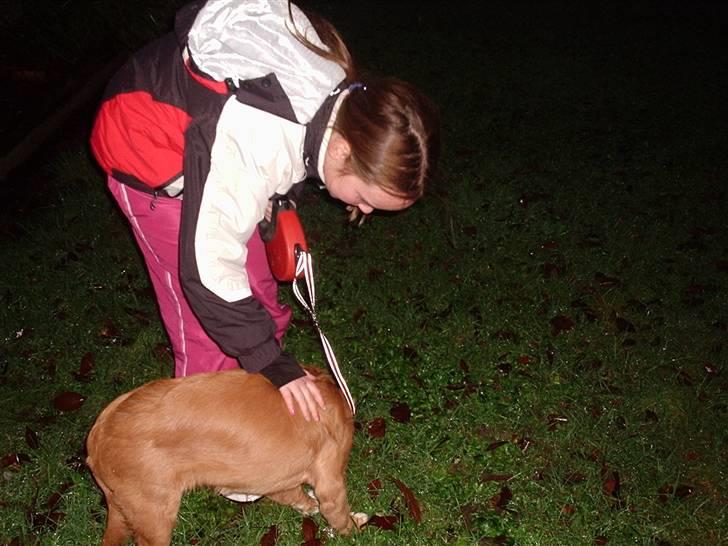 Nova scotia duck tolling retriever Bella. - gå tur i haven før hun kom ind.... billede 11
