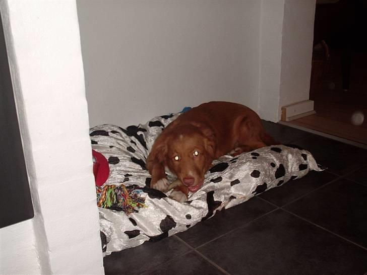 Nova scotia duck tolling retriever Bella. - bella fandt selv sin hundekurv. billede 14