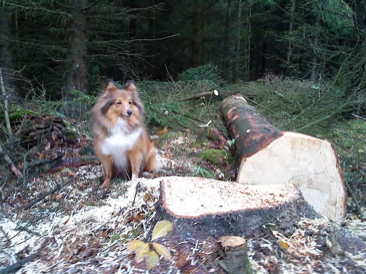 Shetland sheepdog Trille (himmelhund)  billede 15