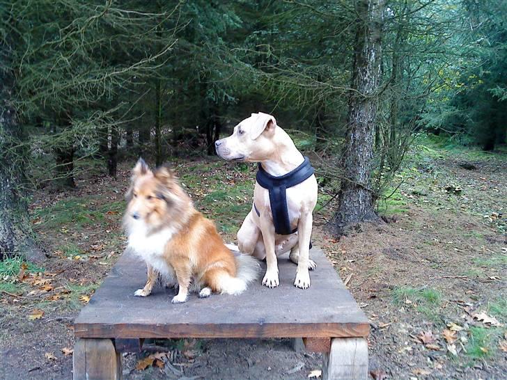 Shetland sheepdog Trille (himmelhund)  billede 16