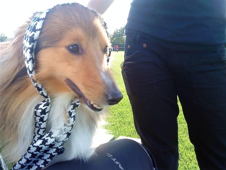 Shetland sheepdog Trille (himmelhund)  billede 17