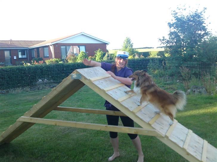 Shetland sheepdog Trille (himmelhund)  billede 18