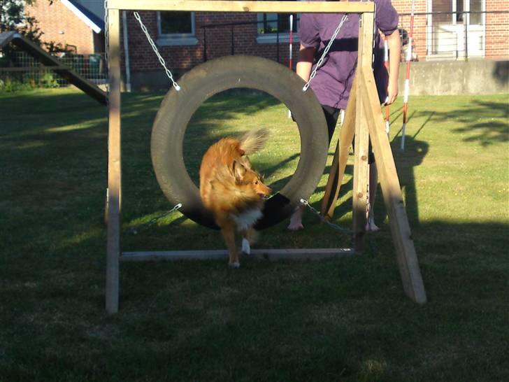 Shetland sheepdog Trille (himmelhund)  billede 19