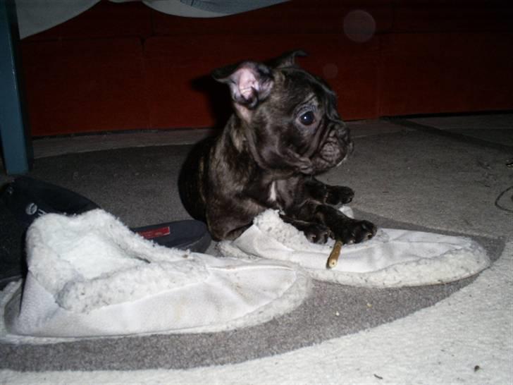 Fransk bulldog Bertram - første dag og første billede:D billede 1