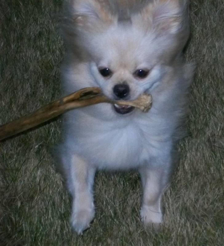 Blanding af racer Coco <3 | i<3'u |Min Skat - jeg elsker at lege med pinde.. også selvom de er x2 større end mig :D!  billede 20