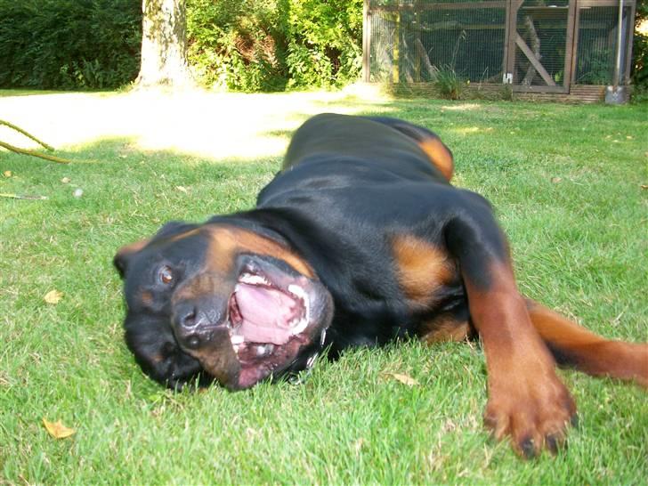 Rottweiler Tyson billede 20