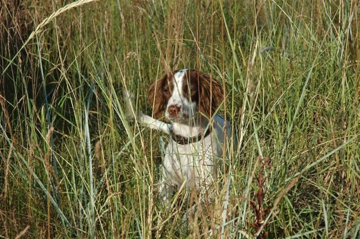 Field Trial spaniel Emma <3 - (: billede 12